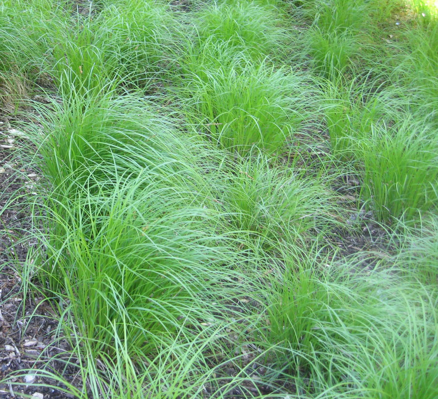 Pennsylvania Sedge