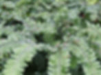 Thumbnail: Maidenhair Fern