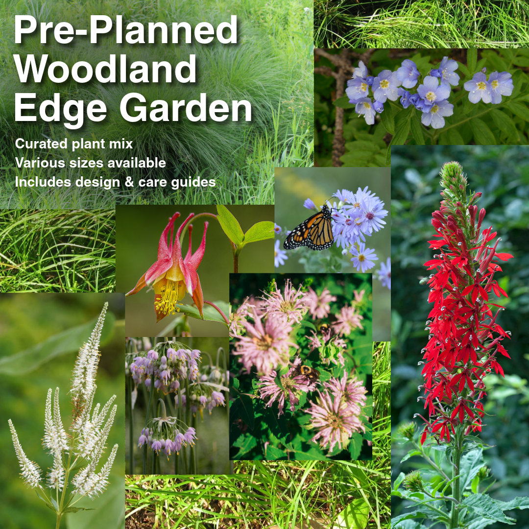 Native Woodland Edge Garden Kit