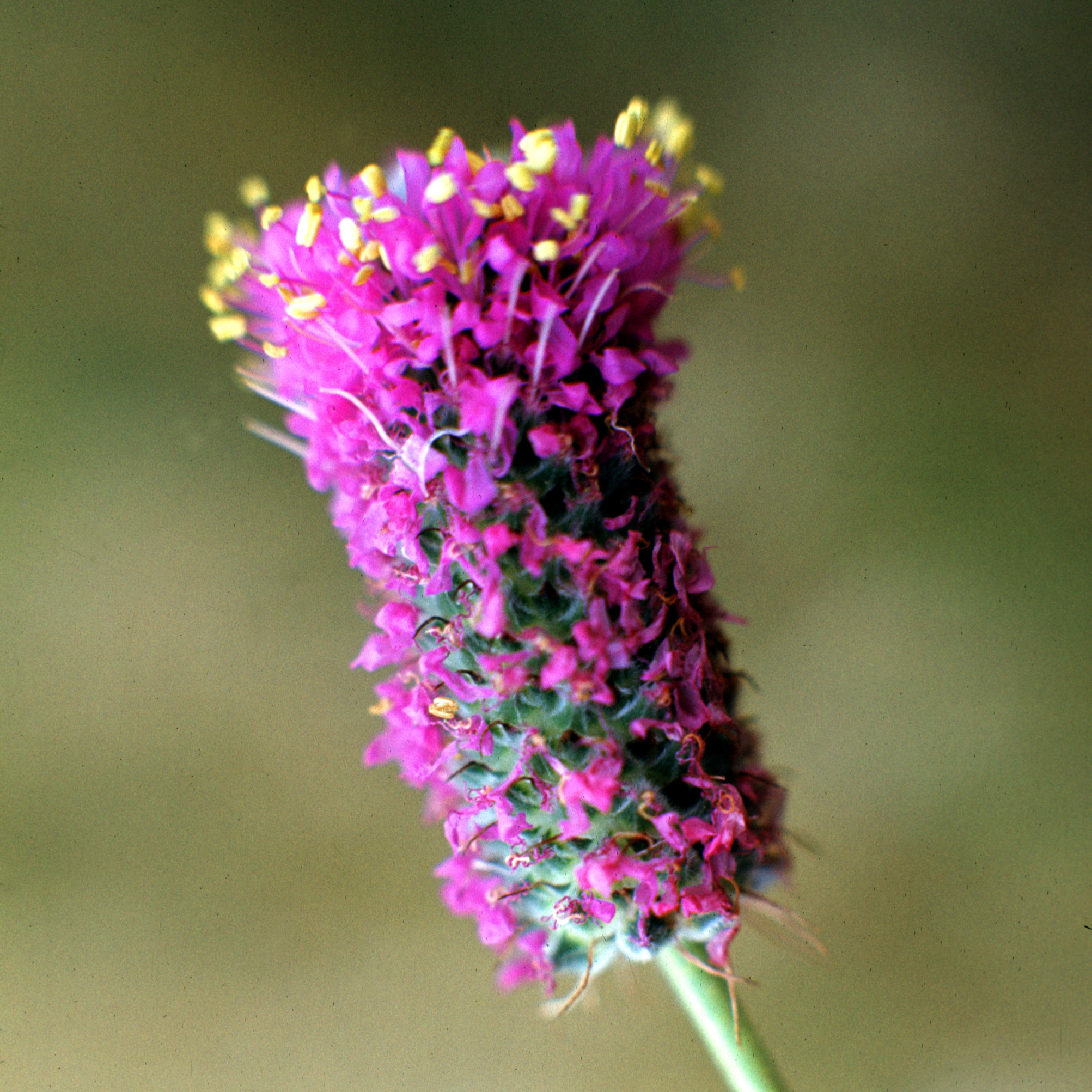 Purple Prairie Clover