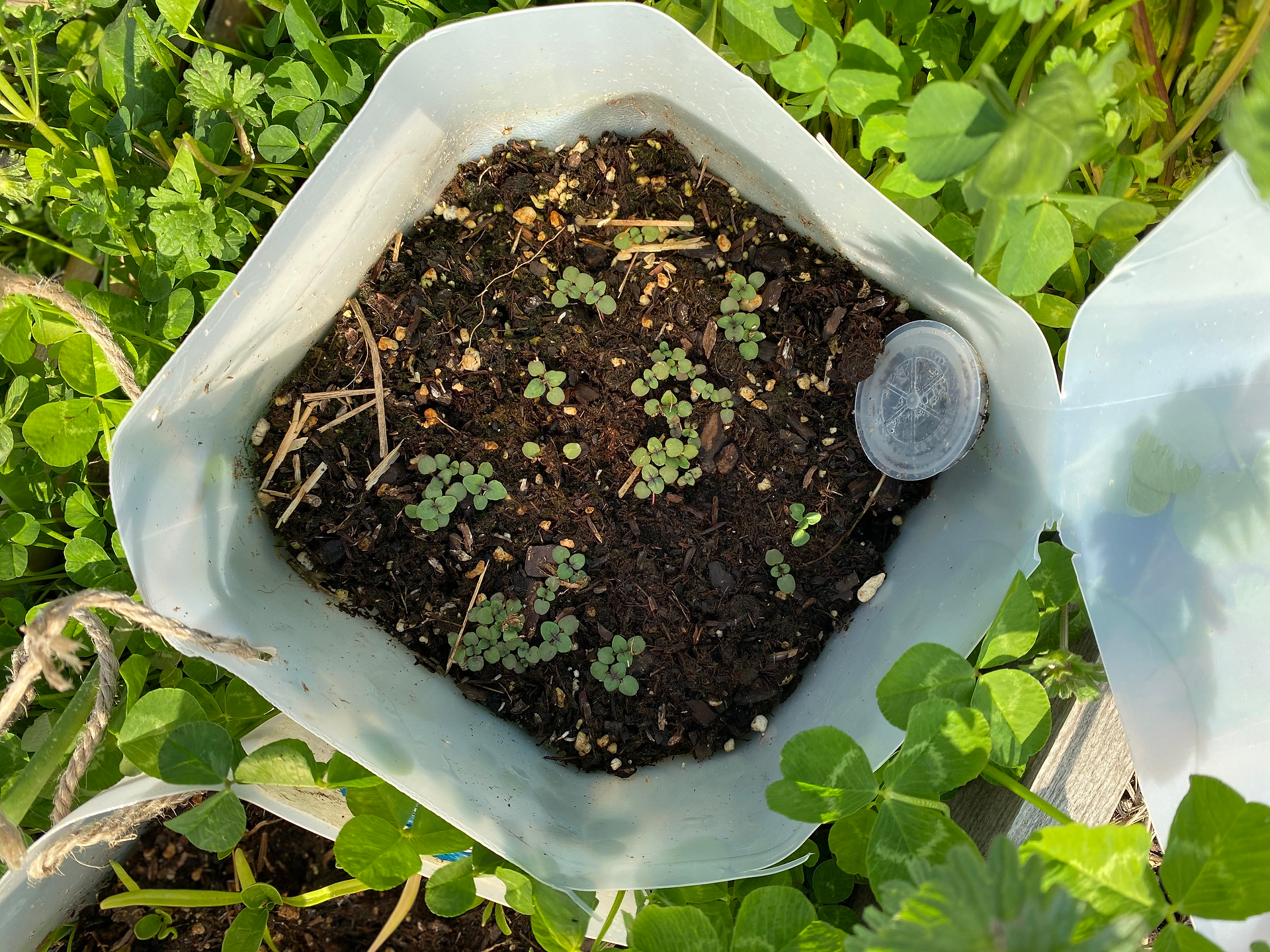 Oregano sprouting
