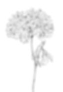The hydrangea