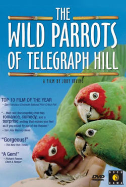The Wild Parrots of Telegraph Hill