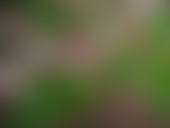 ６月の庭 をへや