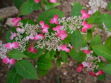 ６月の庭 をへや