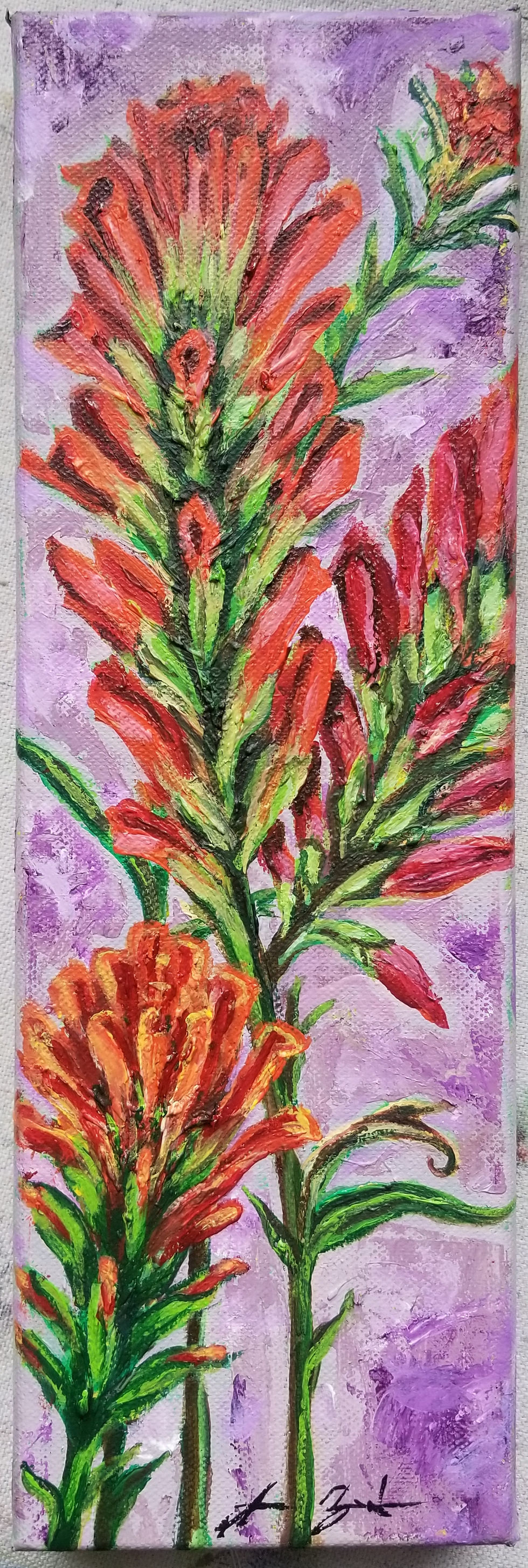 Indian Paintbrush