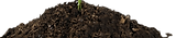 kissclipart-leaf-soil-plant-tree-flower-98d6ba8a2887fe12_edited_edited.png