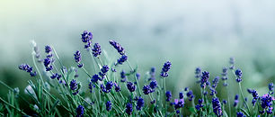 AdobeStock_219990533.jpeg