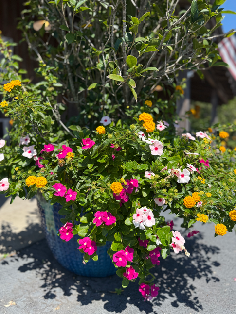 Annual Flower Pot
