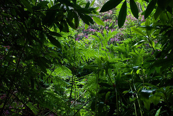 Rhododendron Gardens Howth