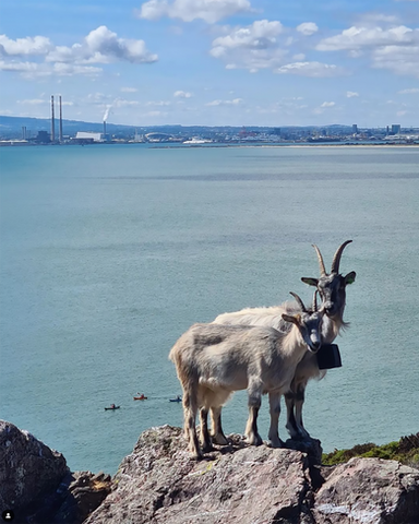 Old Irish Goats on Howth Head