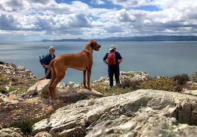 Howth Cliff Path Walk