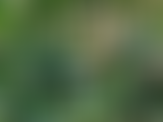   Plant of the Month     Elaeocarpus reticulatus - ‘Green Dream’ 