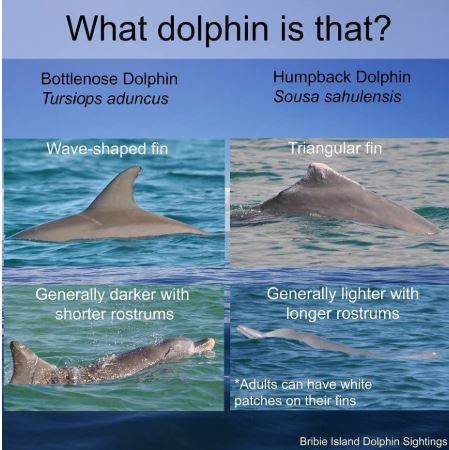 All About Dolphins