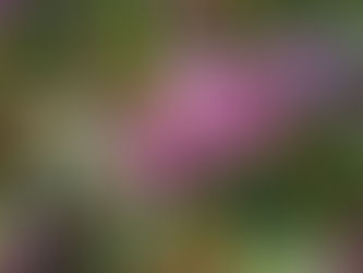 Landscape Plant of the Month