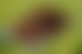 Soils ain’t Soils ®