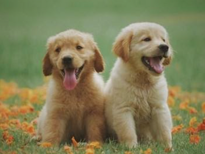 Purr-fect partnership with RSPCA