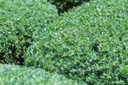 Landscape Plant of the Month