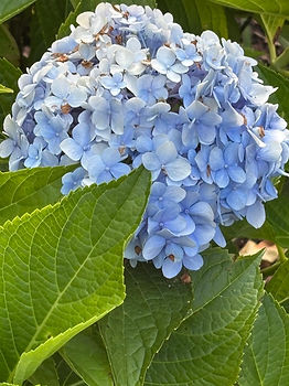 hydrangea.jpg