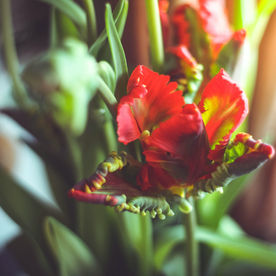 Harmonious hormones! 