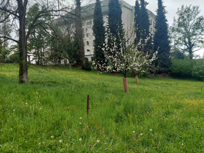 What did we talk about at the Goetheanum?