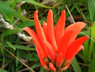 Feu-sons peau neuve ...