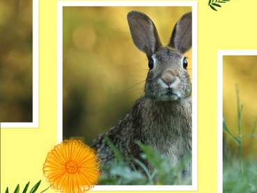 Le Sacre du Printemps