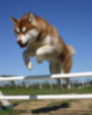 jumping siberian husky in a training of