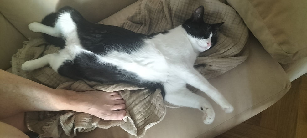 Nuestro gatito Lucas relajado. Más mono.