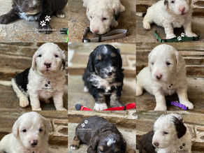 "Where to Find Adorable Micro Sheepadoodle Puppies for Sale in Idaho, USA"