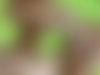 Goldendoodles are the most popular dog breed