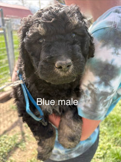 blue male