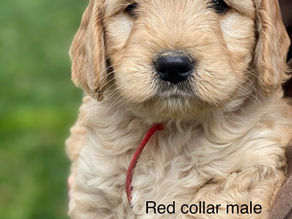 "How to Adopt mini Goldendoodle Puppies from Doodles4love  