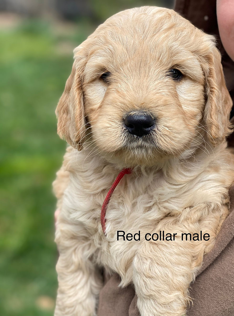 miss red the golden doodle