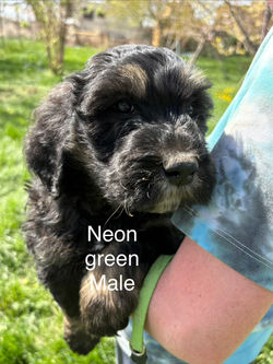 neon green male