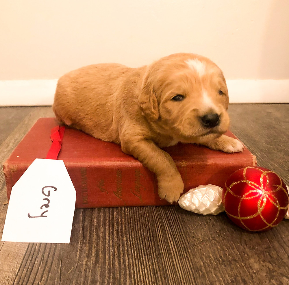mini goldendoodle puppy 3wks old