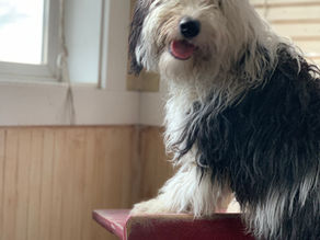 Sheepadoodle Puppies are the Best