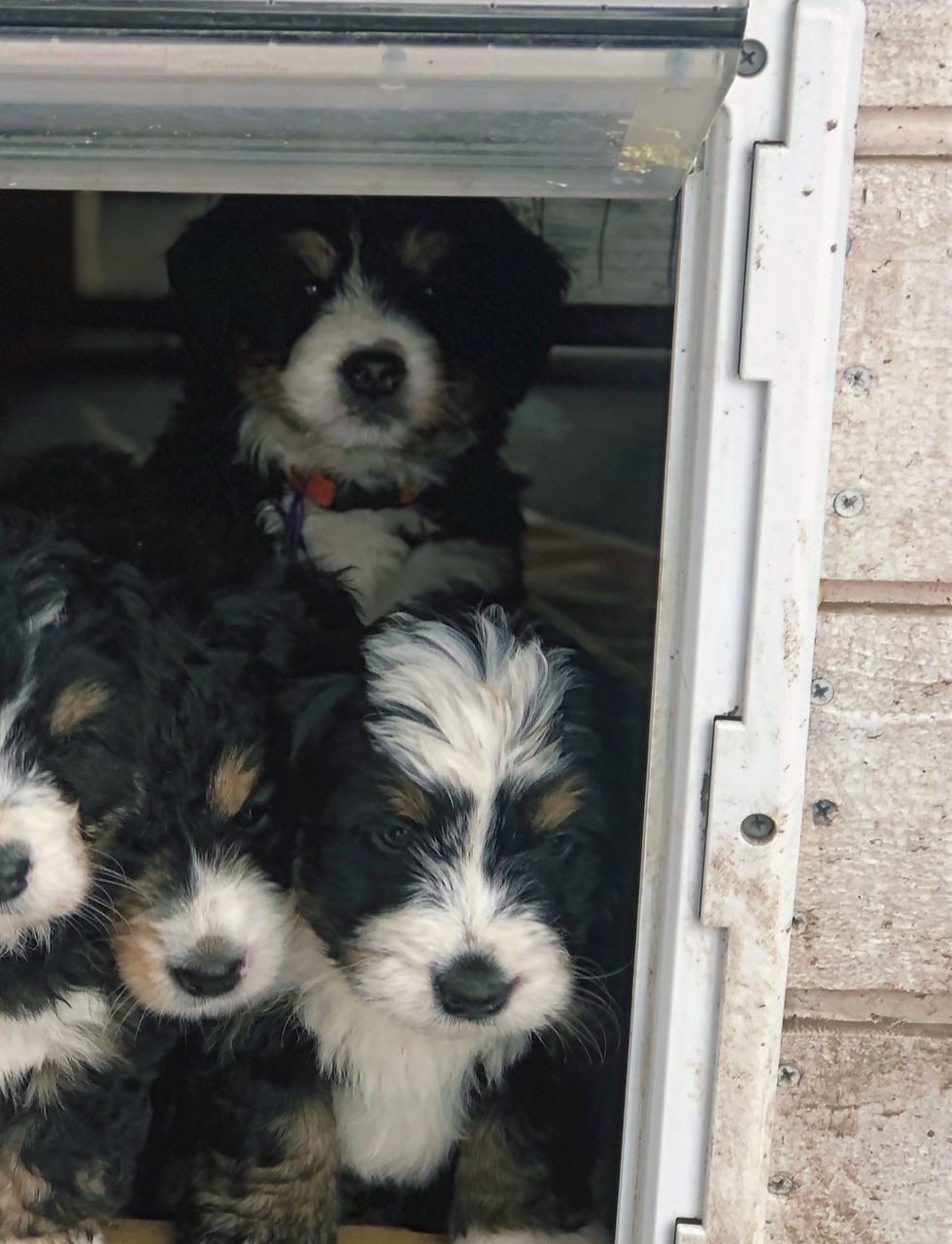Mini-Bernedoodle Puppies looking out a doggie door