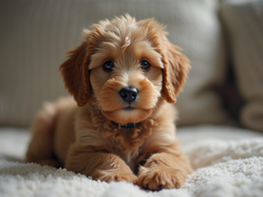 What Makes Mini Doodle Puppies So Special?