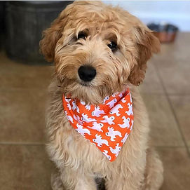 f1mini goldendoodle puppy