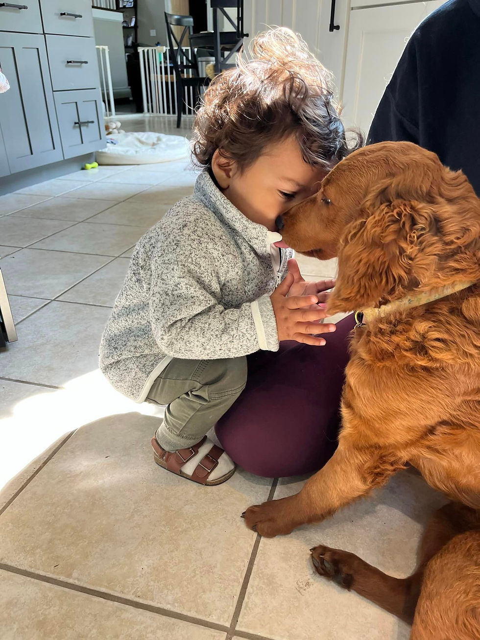 the joy of a mini golden doodle