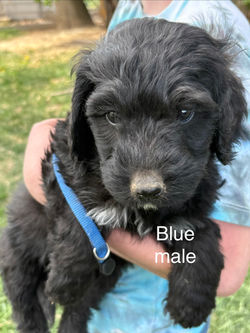 blue male