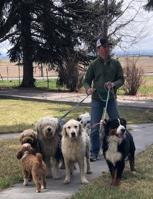 A man holds the leashes of three dogs, while a small poodle stands in front of them.