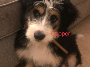 Cooper is one of the Mini Bernadoodle Puppies