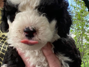 What is fun about a Mini Sheepadoodle