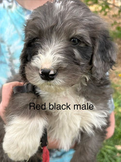 red black male