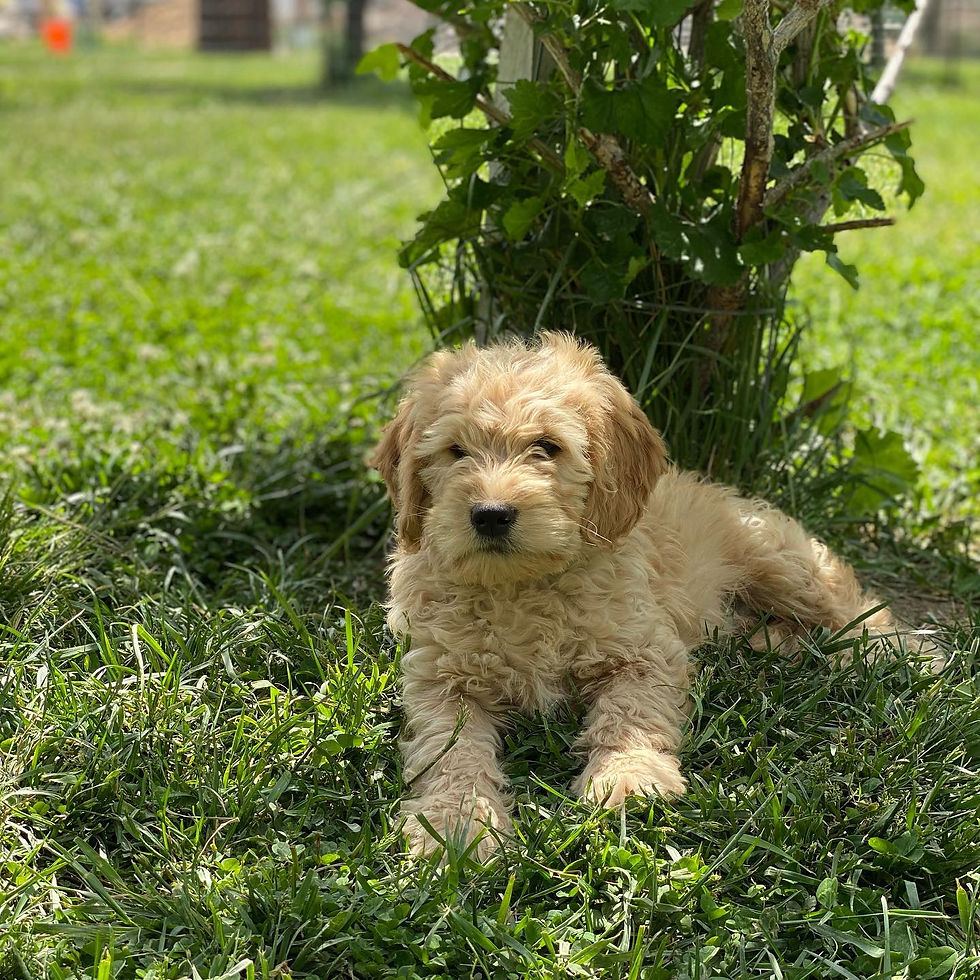 Home of the best goldendoodle puppy breeder