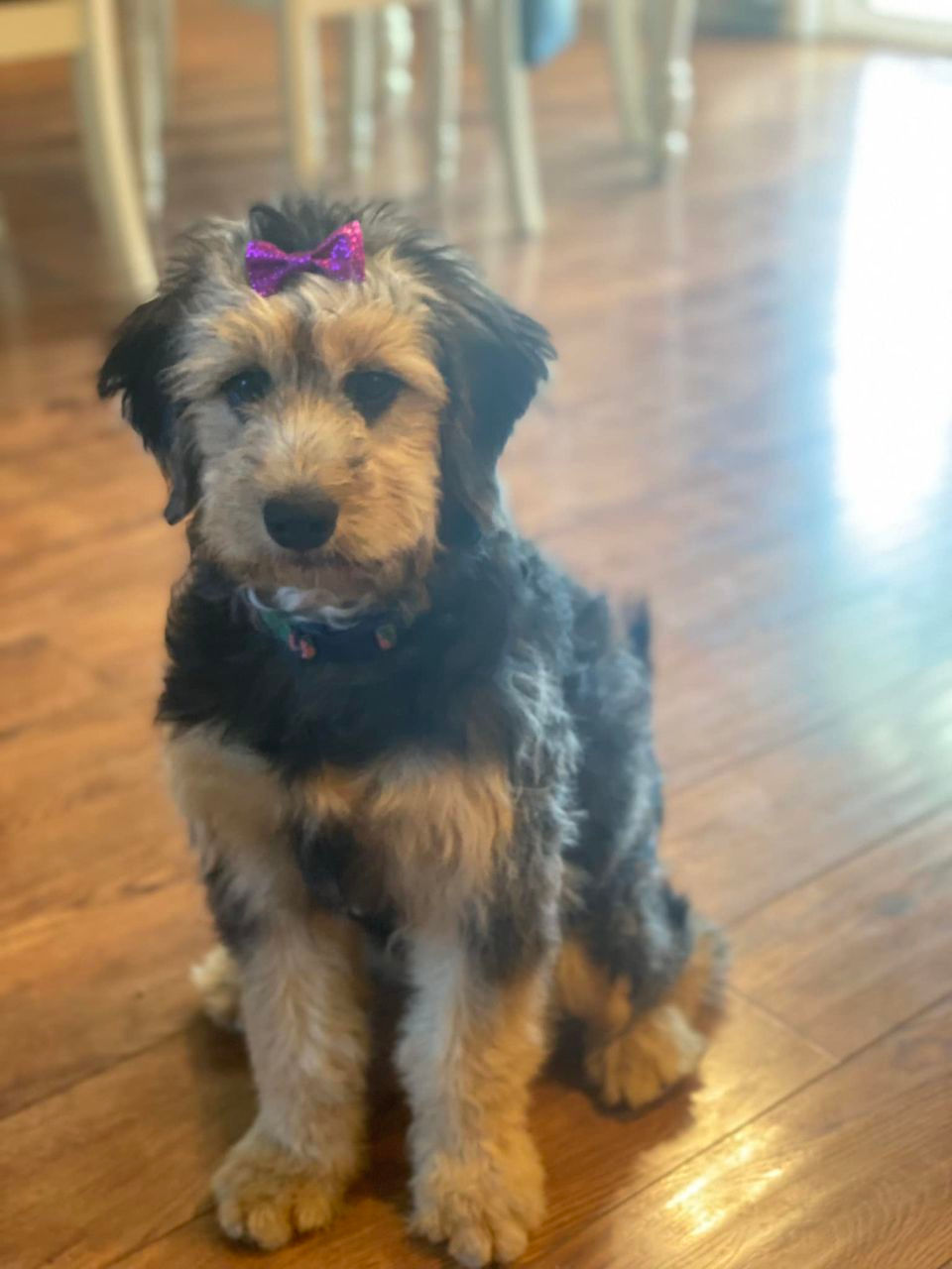 the journey to joy of a mini golden doodle