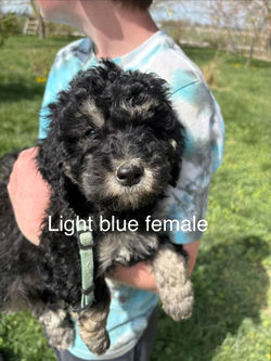 light blue female