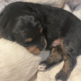 tri-color doodle puppy